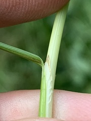 Juncus anthelatus