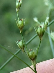 Juncus anthelatus
