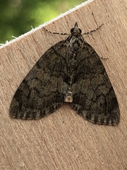 Hydriomena impluviata