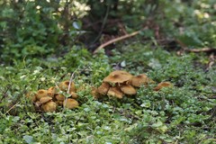 Armillaria luteobubalina
