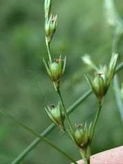 Juncus anthelatus
