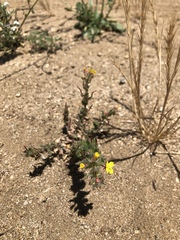 Camissoniopsis hirtella