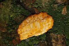 Tridesmostemon omphalocarpoides