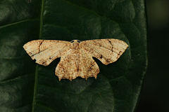 Uraniidae