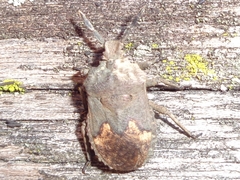 Megymenum brevicorne