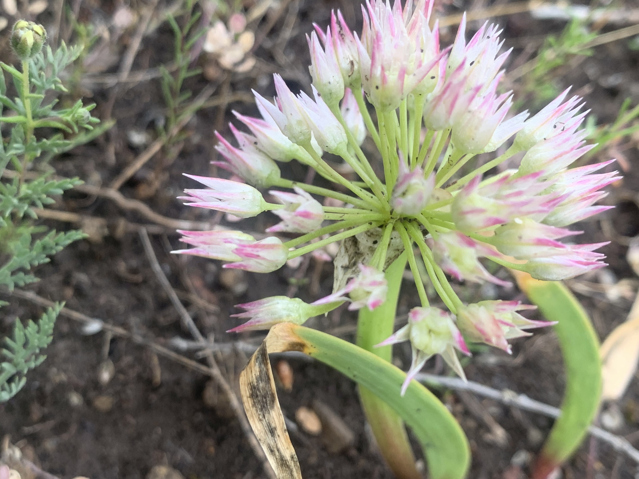 Allium tolmiei