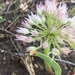 Allium tolmiei - Photo (c) Matt Reala, algunos derechos reservados (CC BY-NC), subido por Matt Reala
