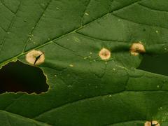 Drisina glutinosa