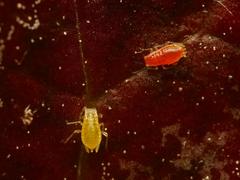 Liosomaphis berberidis