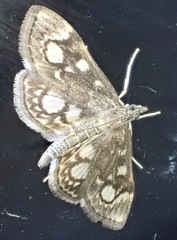 Anania coronata