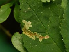 Phytomyza pubicornis