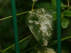 Golovinomyces vincae