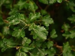 Ribes alpinum