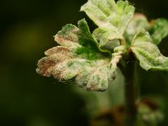 Podosphaera mors-uvae