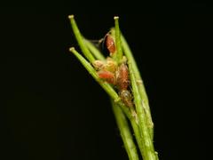 Myzus persicae