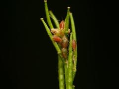 Myzus persicae