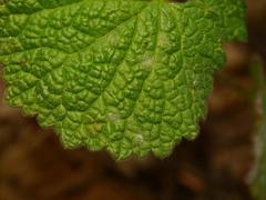 Neoerysiphe galeopsidis