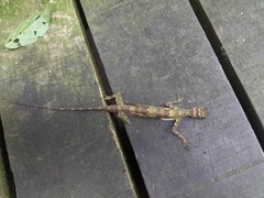 Draco quinquefasciatus