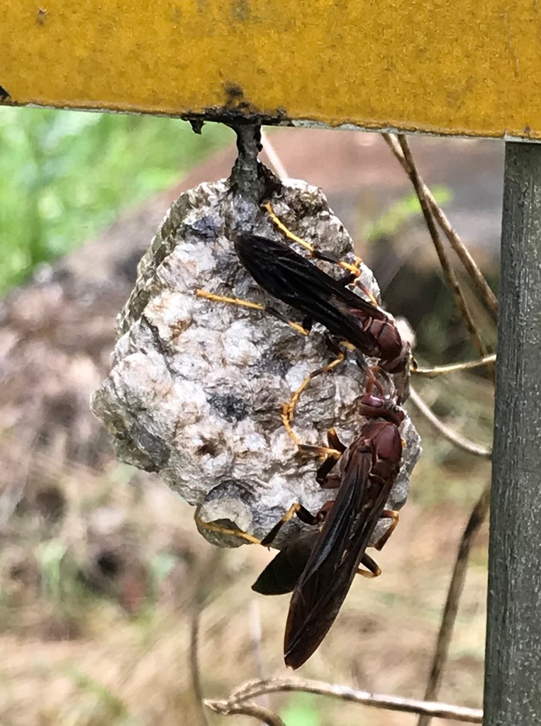 Umbrella Paper Wasps from Along Cane Creek at Cane Creek Rd., Clarke ...