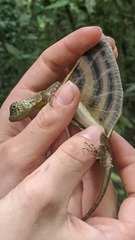 Draco quinquefasciatus