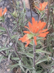Castilleja hispida