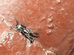 Herpyllinae