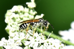 Tenthredo schaefferi