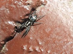 Herpyllinae