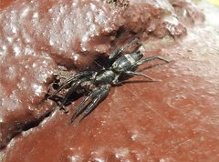 Herpyllinae