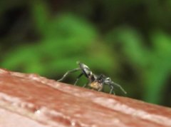 Herpyllinae