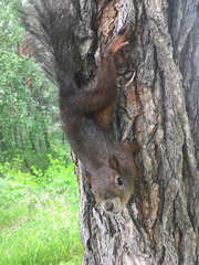 Sciurus vulgaris