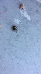 Carrhotus xanthogramma