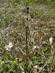 Equisetum variegatum