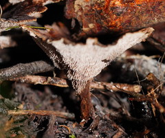 Hydnellum auratile