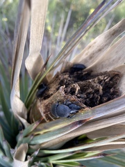 Scyphophorus yuccae