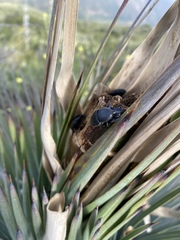 Scyphophorus yuccae