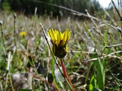 Taraxacum palustre