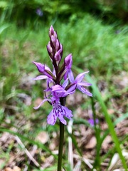 Dactylorhiza maculata