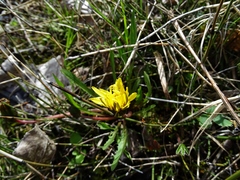 Taraxacum palustre