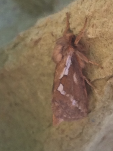 Common Swift Moth, Nes, Schagen, Noord-Holland, NL, photo 8 of 10