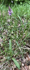 Dactylorhiza maculata