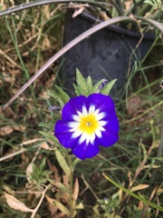 Convolvulus tricolor