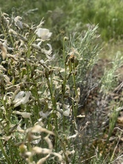 Astragalus conjunctus