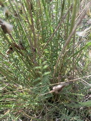 Astragalus conjunctus