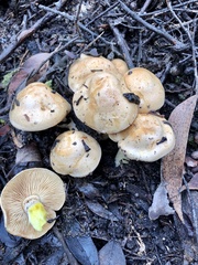 Cortinarius memoria-annae