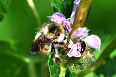 Bombus deuteronymus