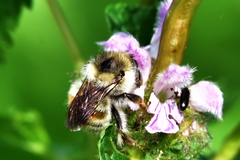 Bombus deuteronymus