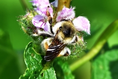 Bombus deuteronymus