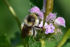 Bombus deuteronymus
