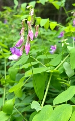 Lathyrus polyphyllus
